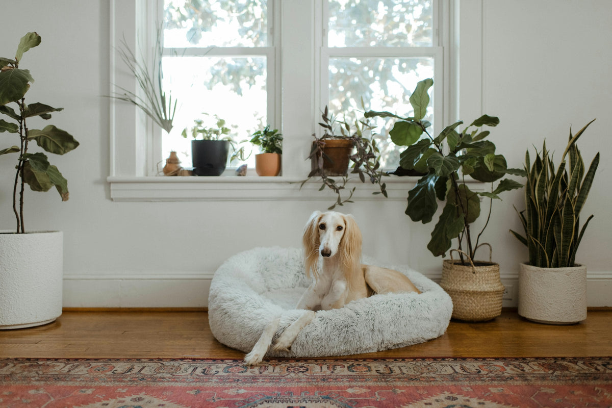 Pet